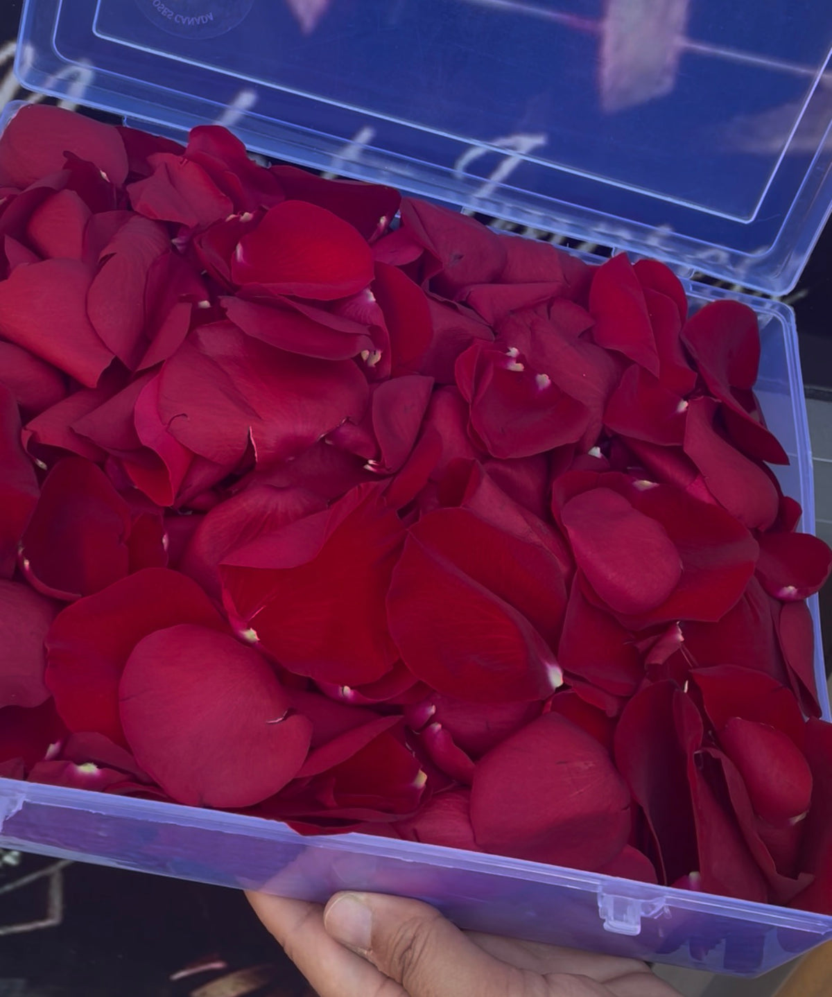 Rose Petals